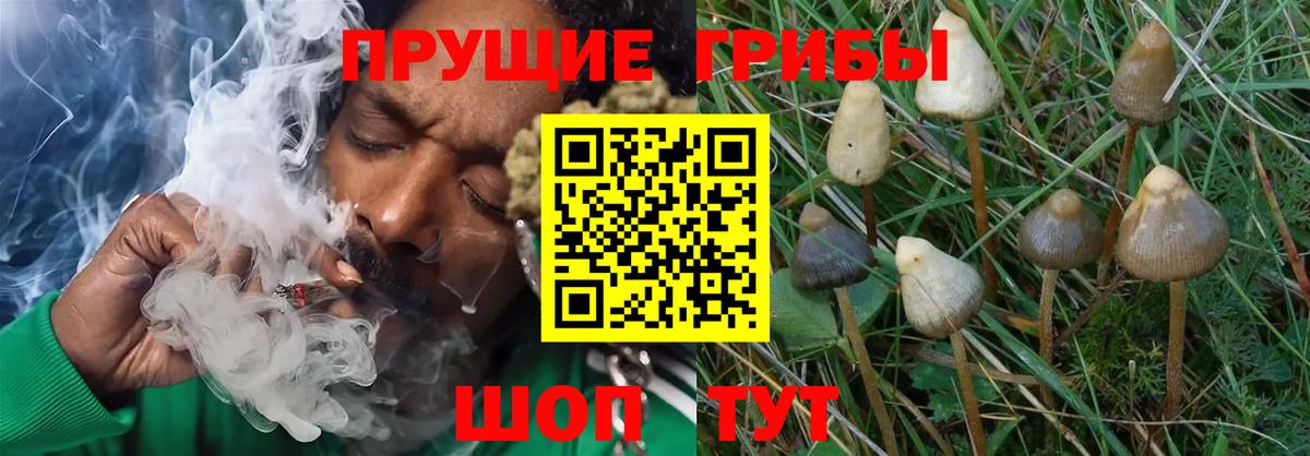 Галлюциногенные грибы мухоморы  Галлюциногенные грибы Cubensis  что такое   Лангепас  Вход с VPN 